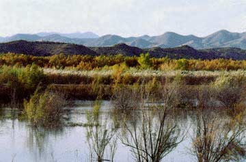 Bosque del Apache