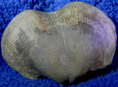photo of brachiopod